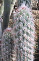 Orocereus Celsianus